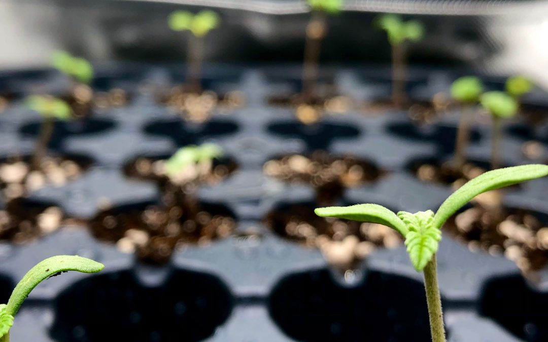 HOMEGROW LONG ISLAND GROW GUIDE: Part III – Seed Germination and Seedling Care