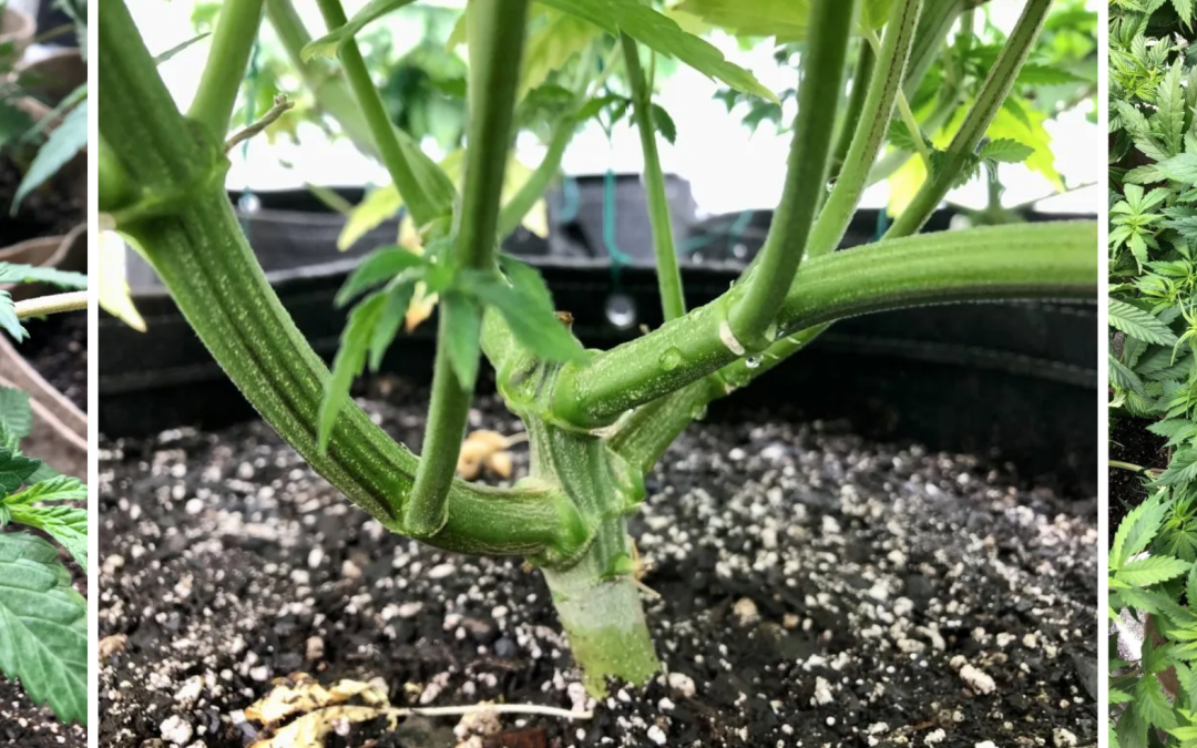 HOMEGROW LONG ISLAND GROW GUIDE: Part V – Plant Training To Increase Quality and Yield