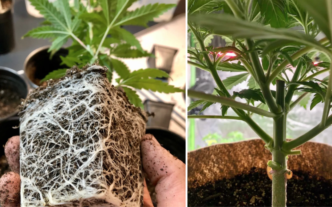 HOMEGROW LONG ISLAND GROW GUIDE: Part IV – Transplanting And Vegetative Phase
