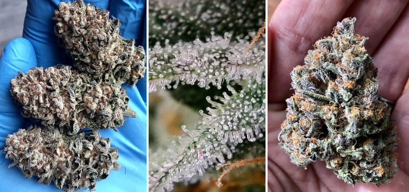 HOMEGROW LONG ISLAND GROW GUIDE: Part VII – Harvesting, Drying, and Curing